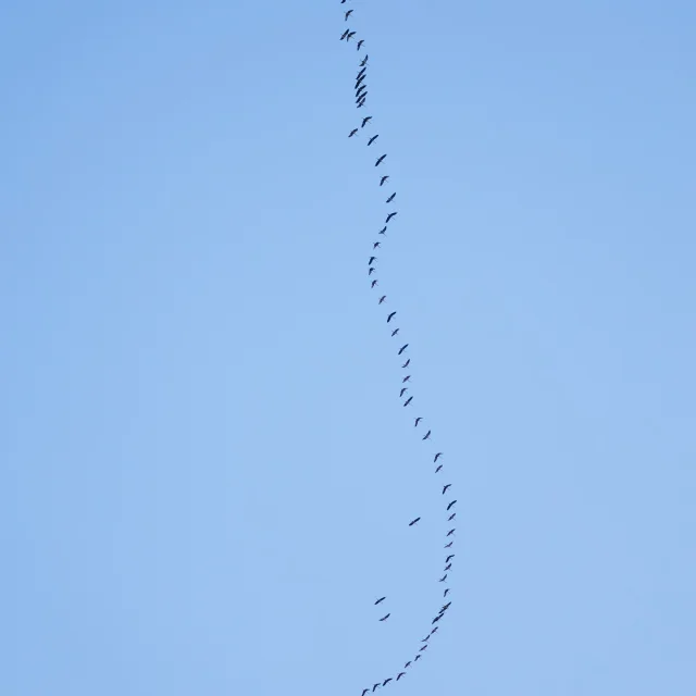 Instagram #pyreneesariegeoises