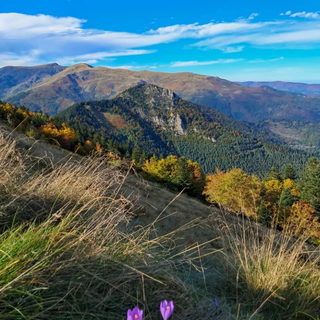 Instagram #pyreneesariegeoises