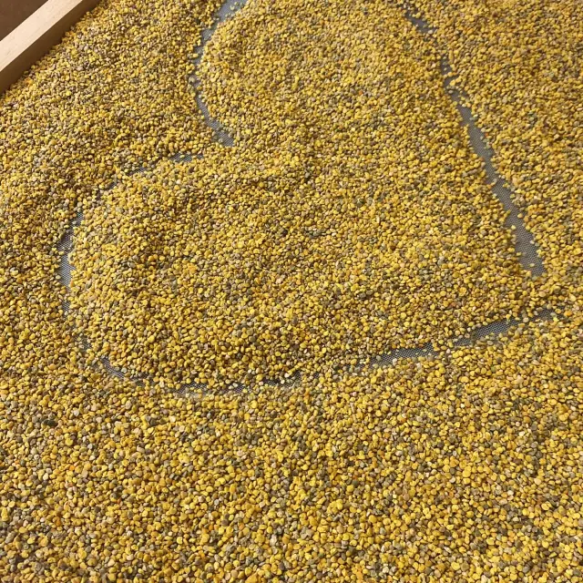 Instagram #pyreneesariegeoises