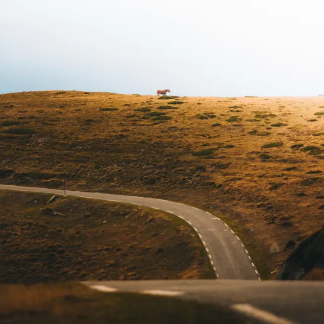 Instagram #pyreneesariegeoises