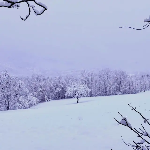 Champ enneigé avec des arbres couverts de neige