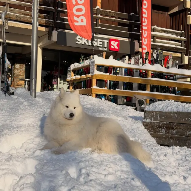 Instagram #pyreneesariegeoises