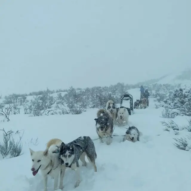 Instagram #pyreneesariegeoises