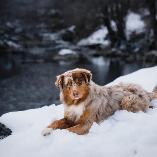 Instagram #pyreneesariegeoises