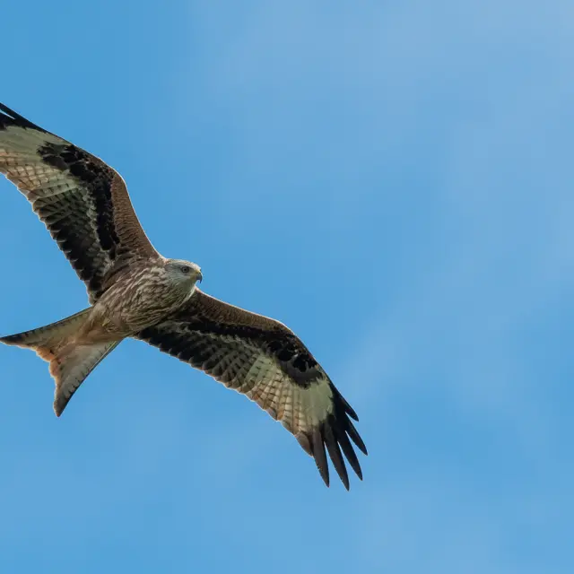 Instagram #pyreneesariegeoises