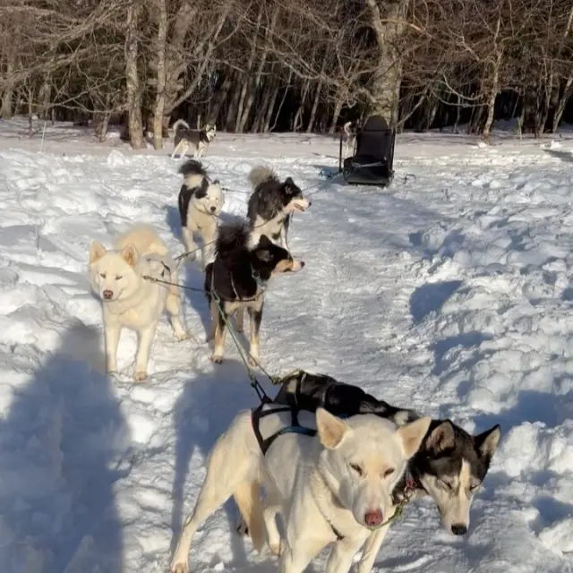 Instagram #pyreneesariegeoises