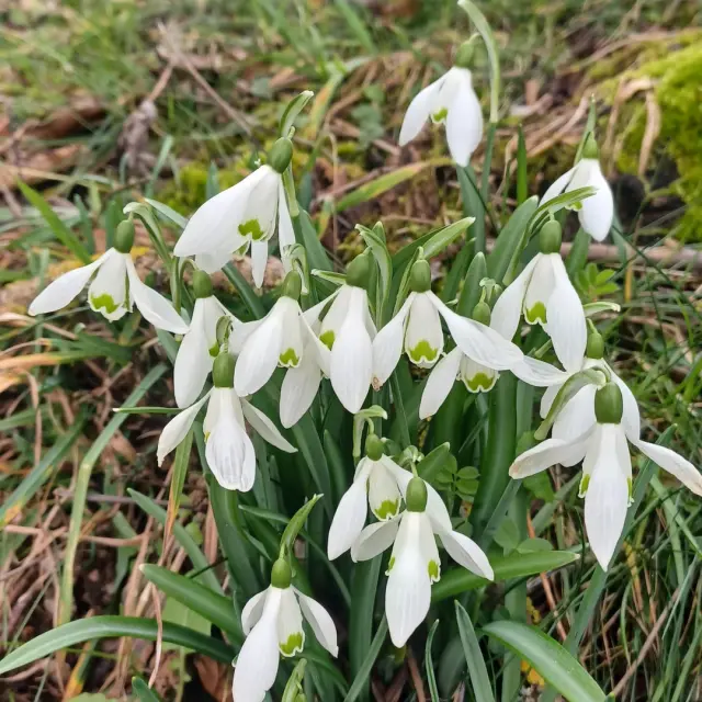 Instagram #pyreneesariegeoises