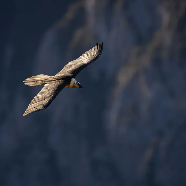 Instagram #pyreneesariegeoises