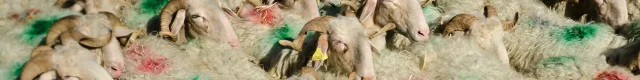 Un troupeau de moutons à la Fête des Bergers d'Aramits