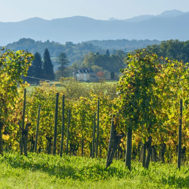 Vue sur les vignobles du Jurançon avec une demeure traditionnelle béarnaise en fond