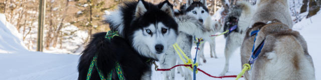 Perros de trineo
