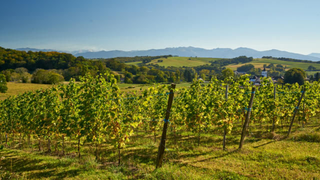 Vue sur les vignobles de Jurançon avec les Pyrénées en fond