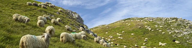 Ovejas en la montaña en Lees-Athas