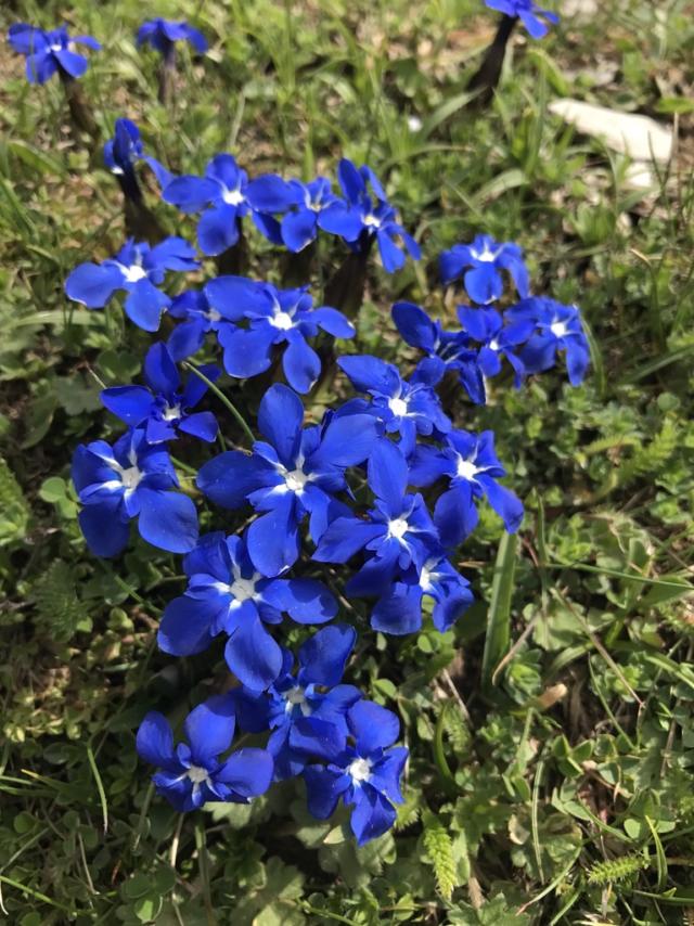 Gentiane fleurs bleues