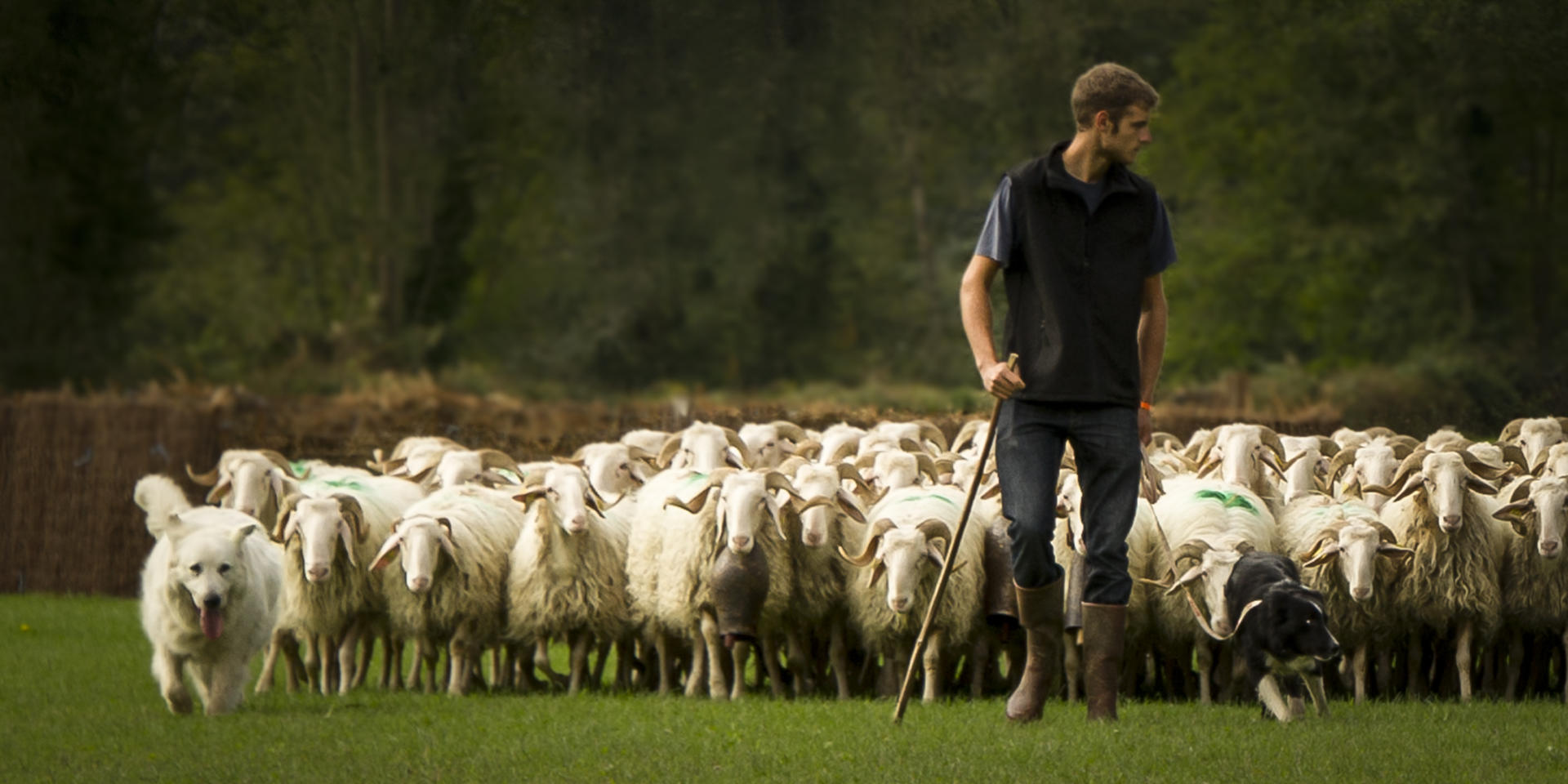 Transhumance mouton Pyrénées Béarnaises Descente des
