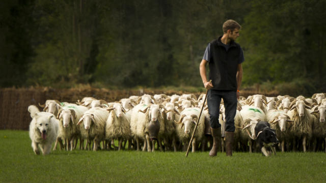 Un berger dirige son troupeau de brebis