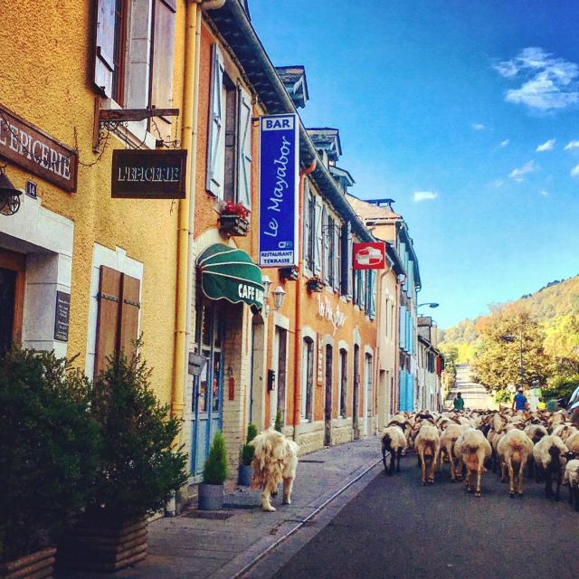 Instagram #pyreneesbearnaises