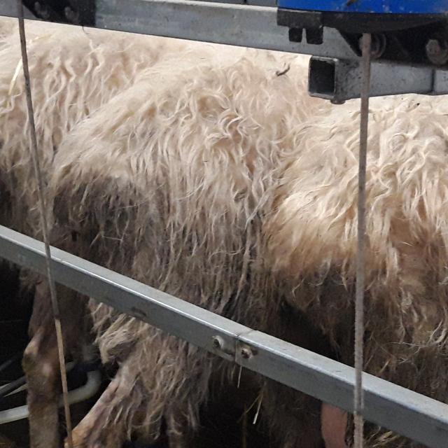 Traite des brebis pour transformation fromagère