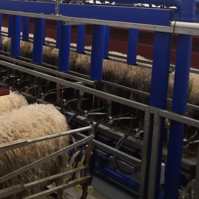 La traite des brebis