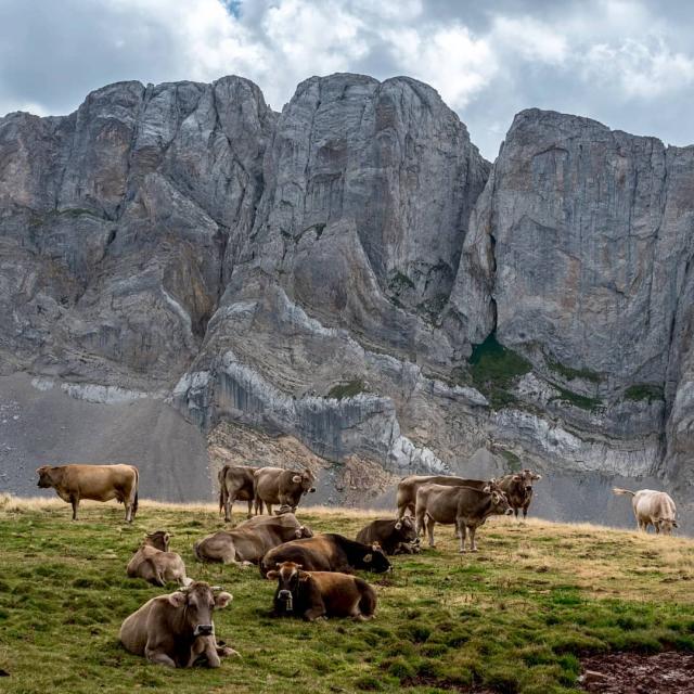 Instagram #pyreneesbearnaises