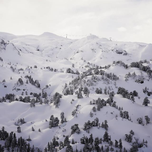 Instagram #pyreneesbearnaises