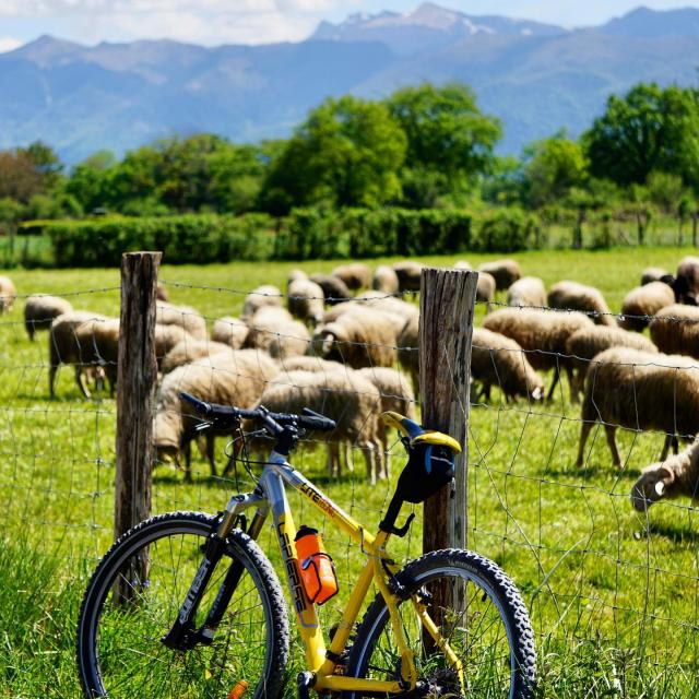 Instagram #pyreneesbearnaises