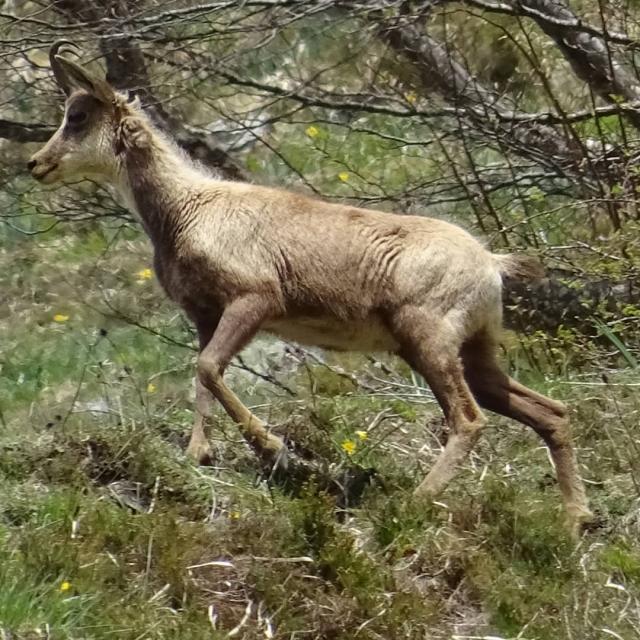 Instagram #pyreneesbearnaises