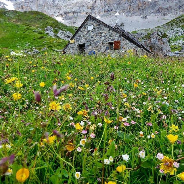 Instagram #pyreneesbearnaises