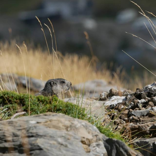 Instagram #pyreneesbearnaises