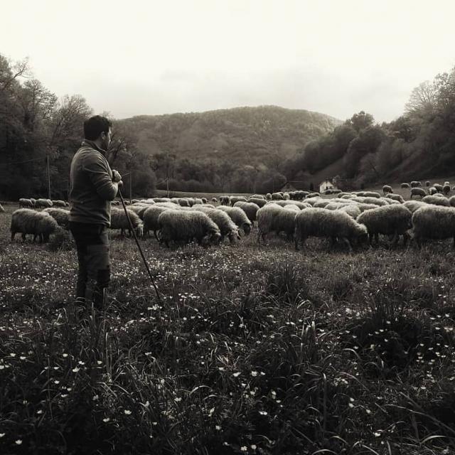 Instagram #pyreneesbearnaises