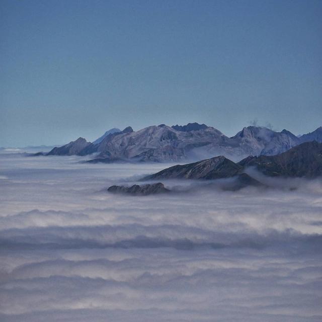 Instagram #pyreneesbearnaises