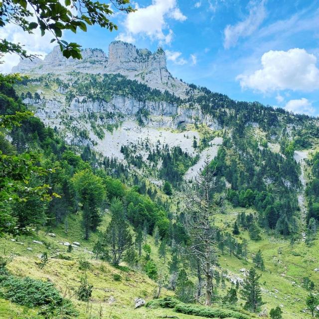 Instagram #pyreneesbearnaises