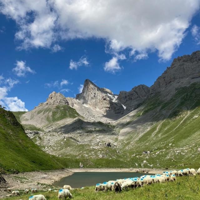 Instagram #pyreneesbearnaises