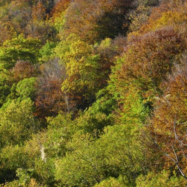 Instagram #pyreneesbearnaises