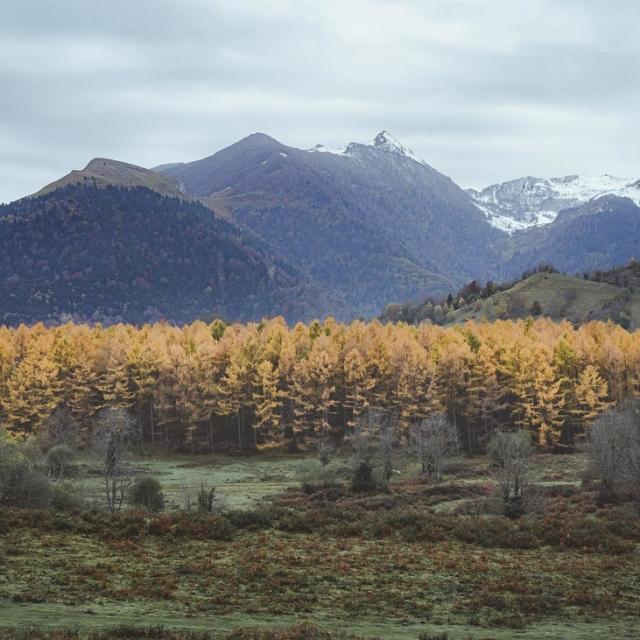 Instagram #pyreneesbearnaises