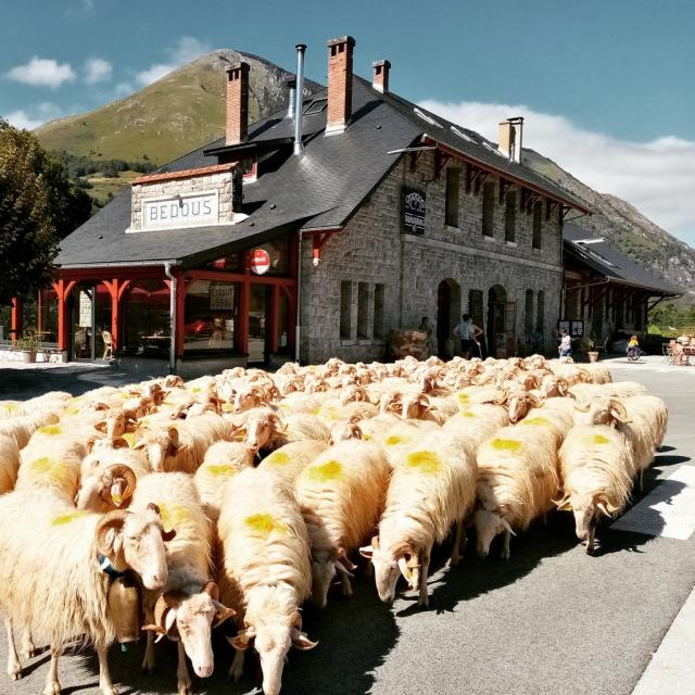 Instagram #transhumance