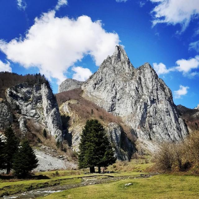 Instagram #pyreneesbearnaises