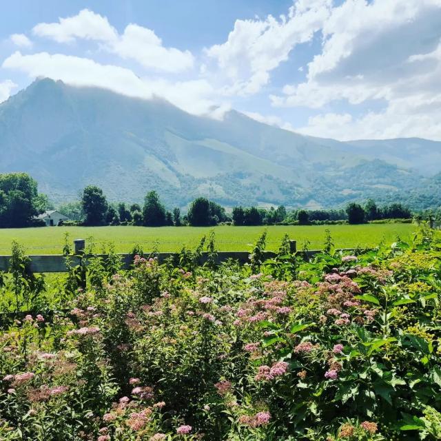 Instagram #pyreneesbearnaises