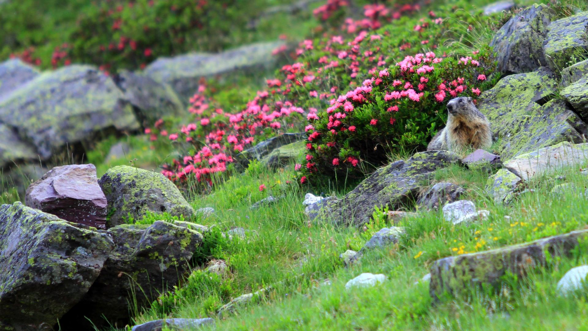 Sorties organisées par l'Office de Tourisme du Haut Béarn pour découvrir les marmottes