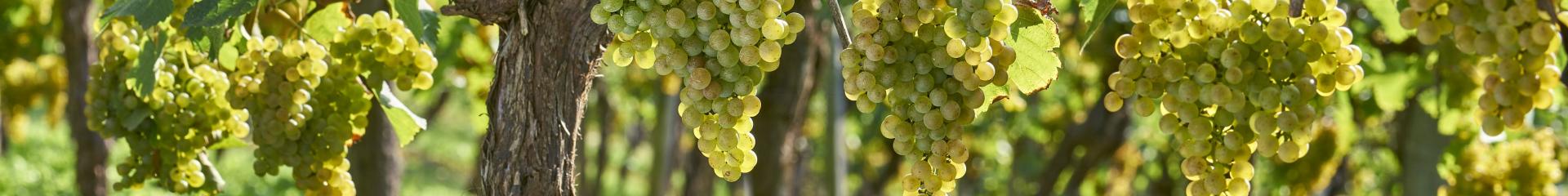 Viñas de Jurançon