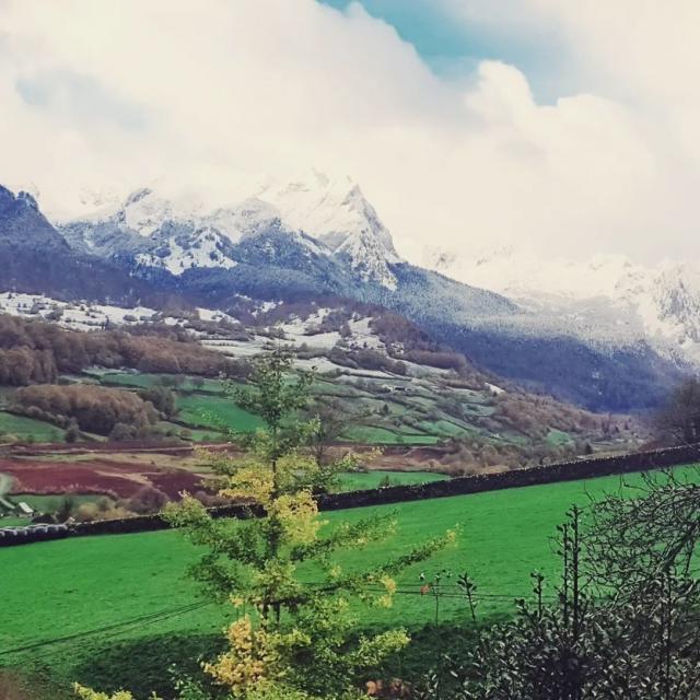 Instagram #pyreneesbearnaises