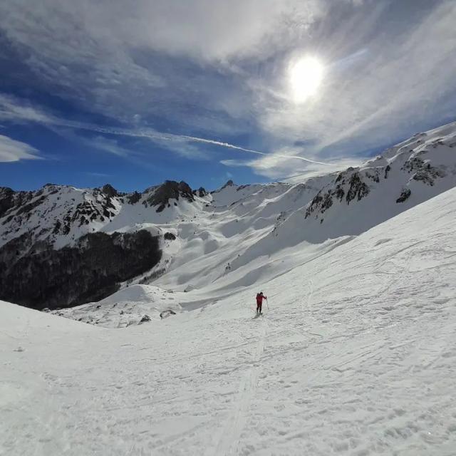 Instagram #pyreneesbearnaises