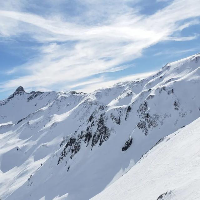 Instagram #pyreneesbearnaises