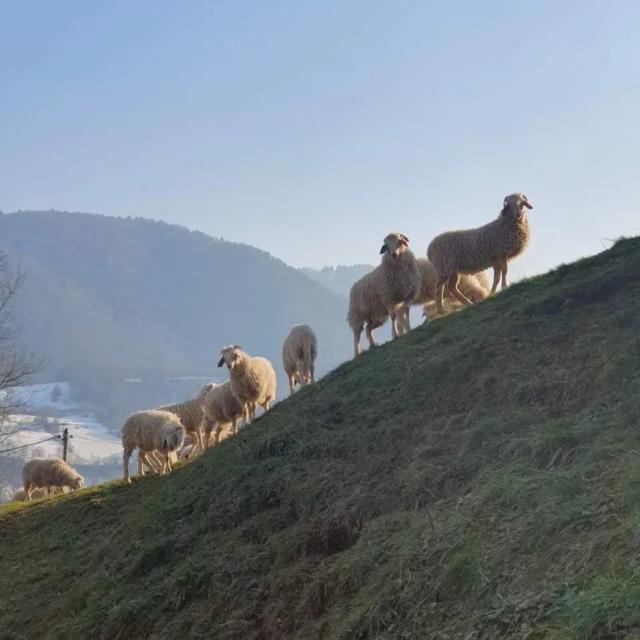 Instagram #pyreneesbearnaises