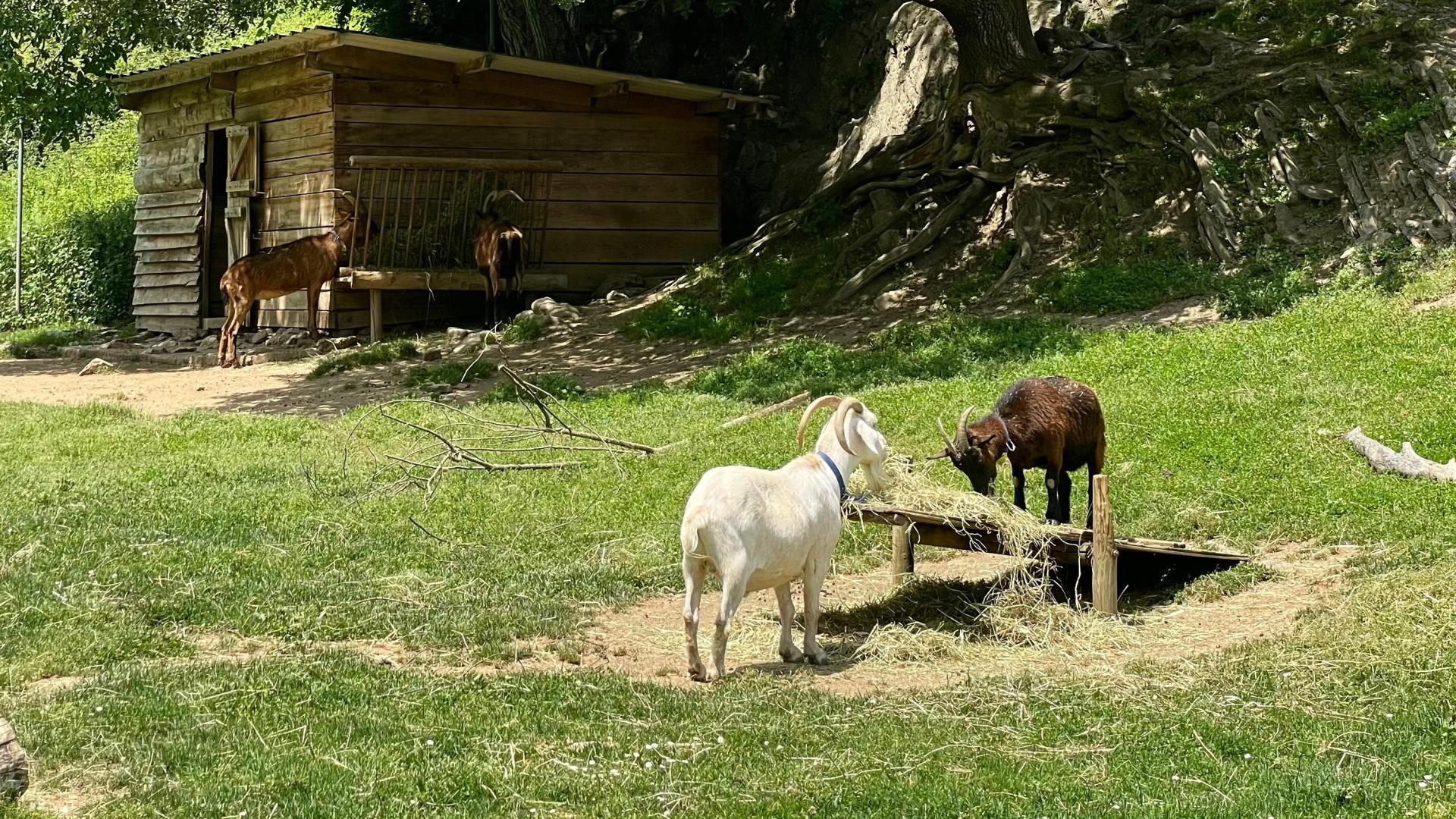 Réservez votre visite au Parc'Ours en Vallée d'Aspe, Pyrénées béarnaises