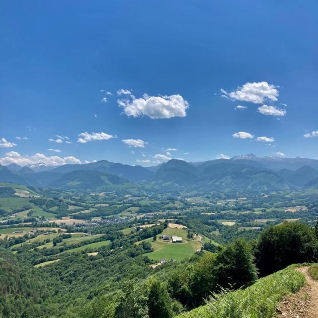 Instagram #pyreneesbearnaises
