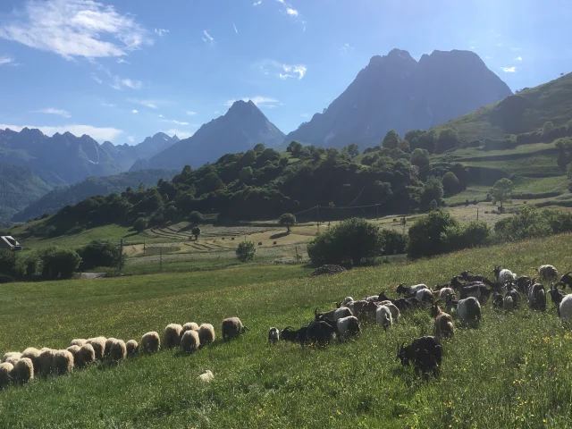 brebis et chèvres dans le Caprices Lescun
