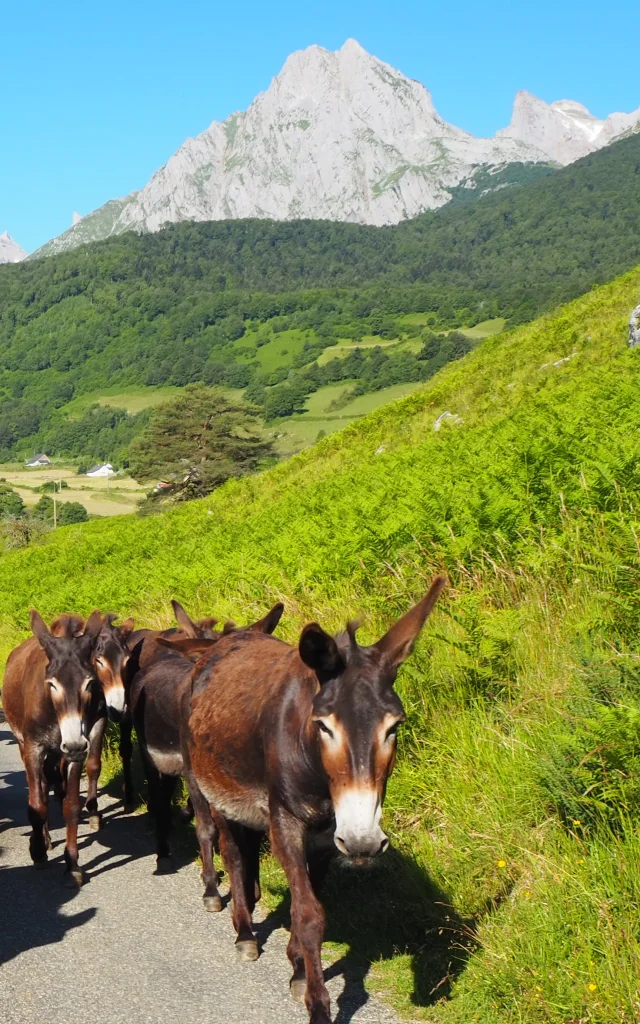 Visitez l'asinerie de Lescun et découvrez les ânes des Pyrénées
