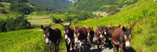 Visitez l'asinerie de Lescun et découvrez les ânes des Pyrénées
