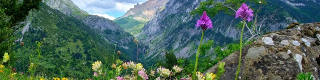 Parterre de fleurs de montagne en Pyrénées béarnaises